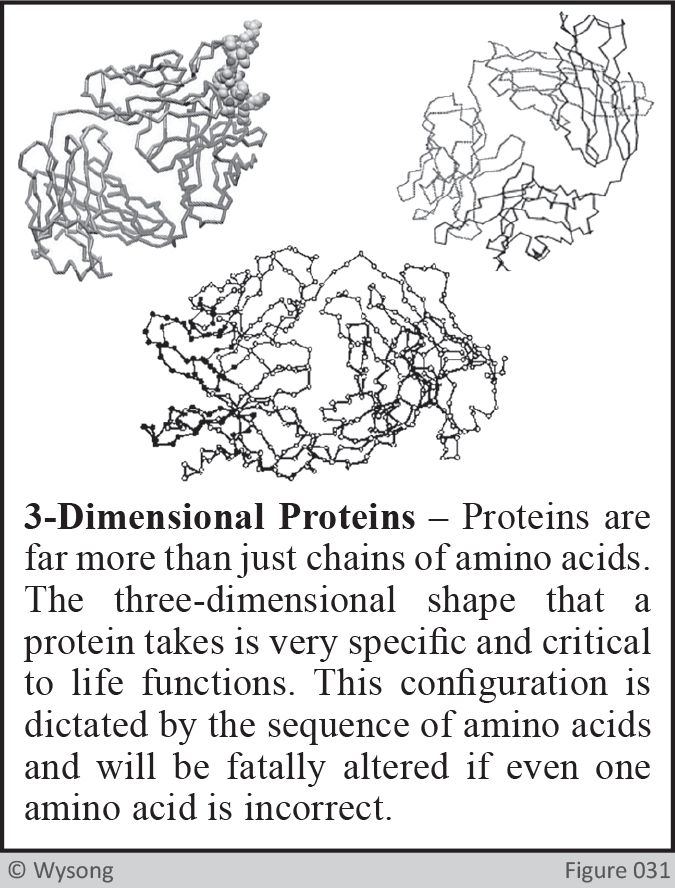 3-Dimensional Proteins