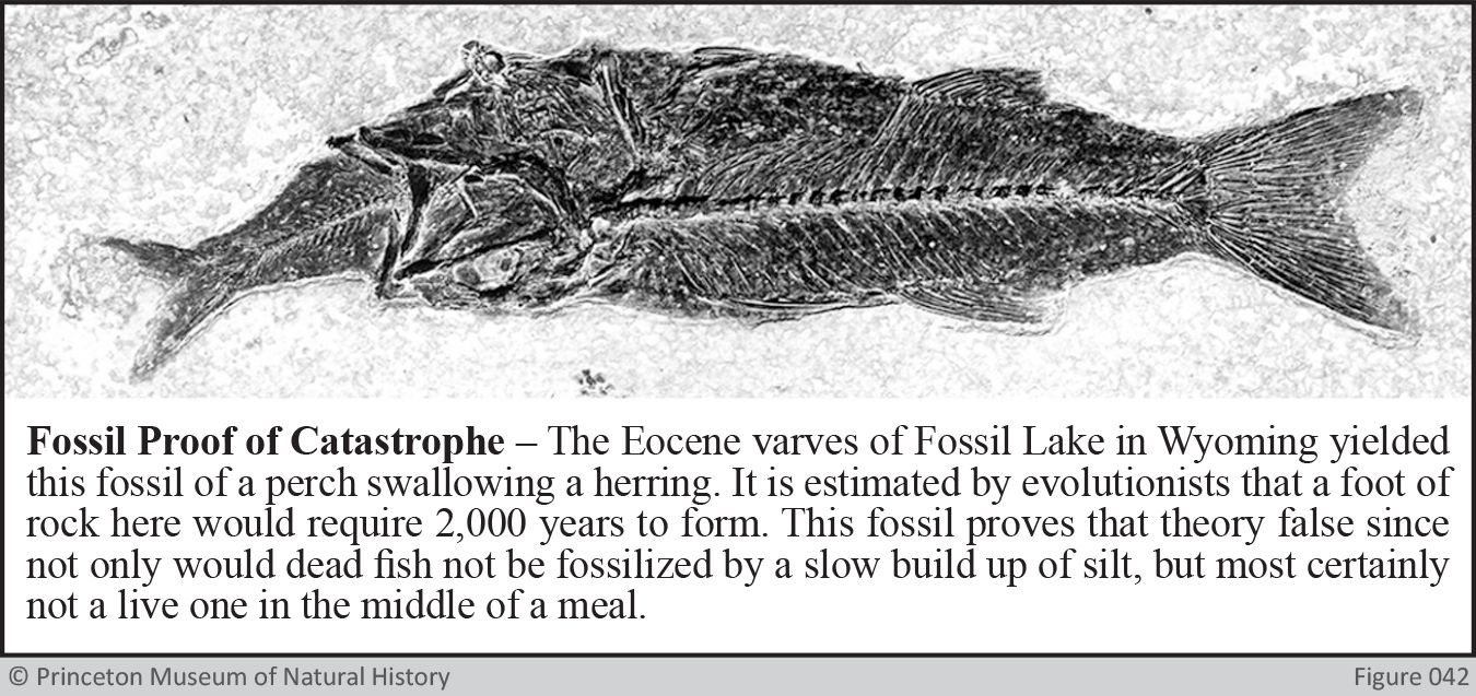 Fossil Proof of Catastrophe