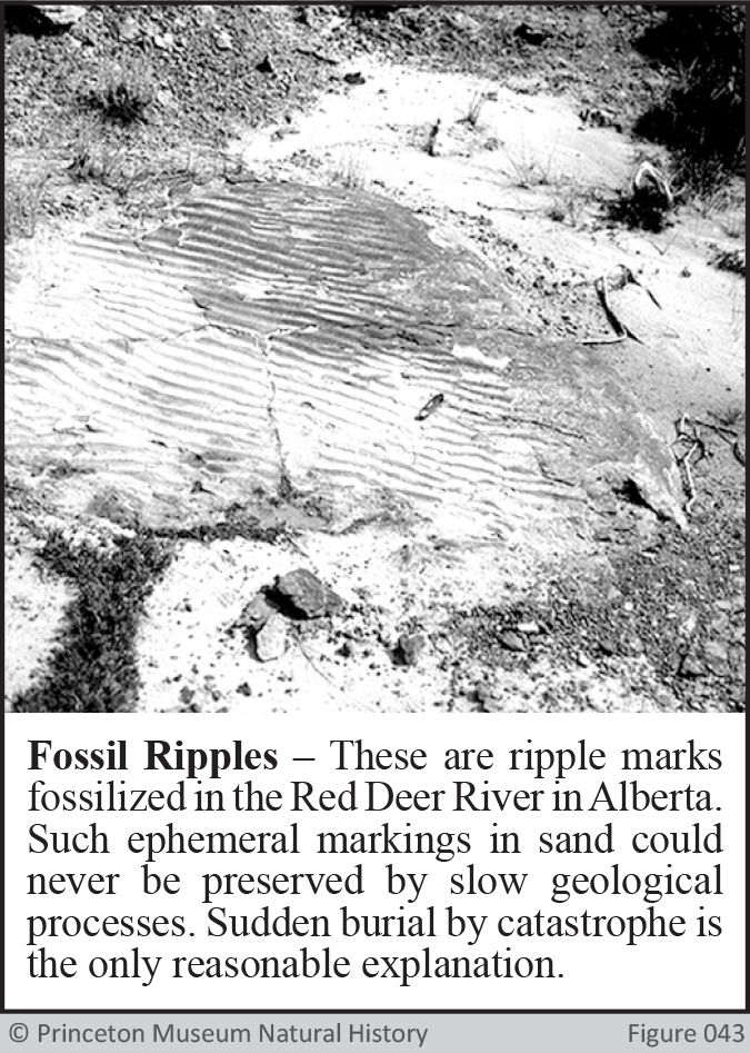 Fossil Ripples