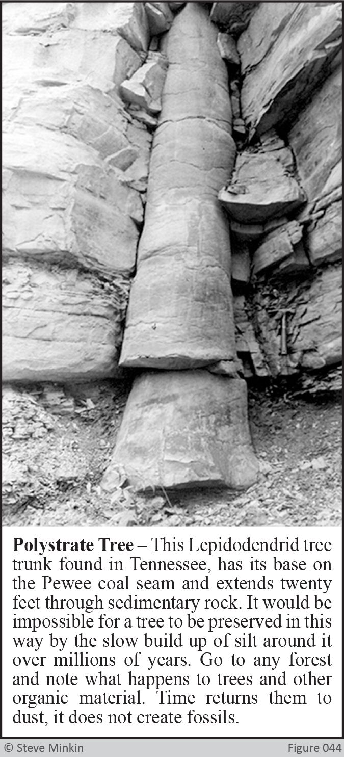 Polystrate Tree
