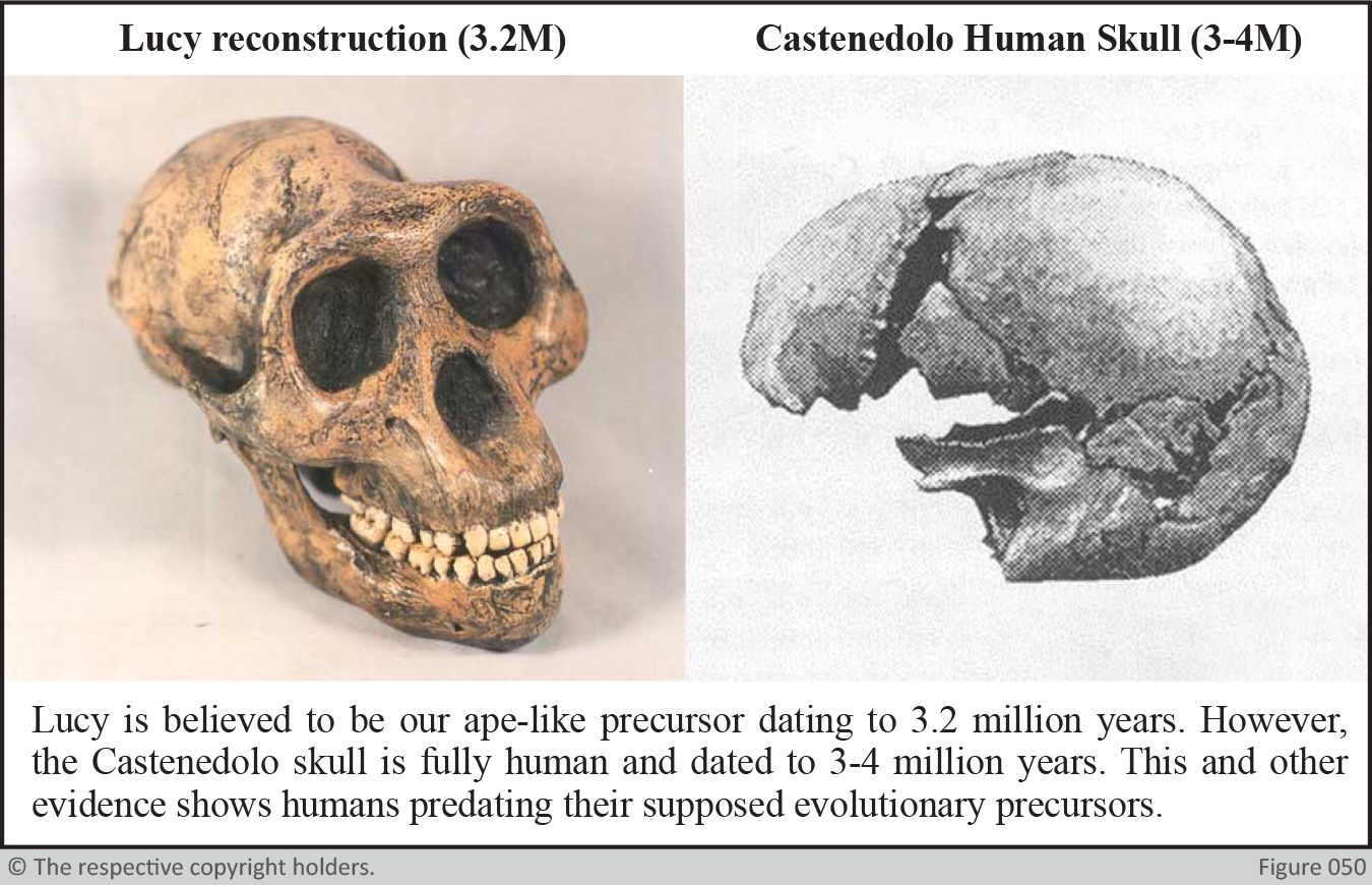 lucy reconstruction, castenedolo skull