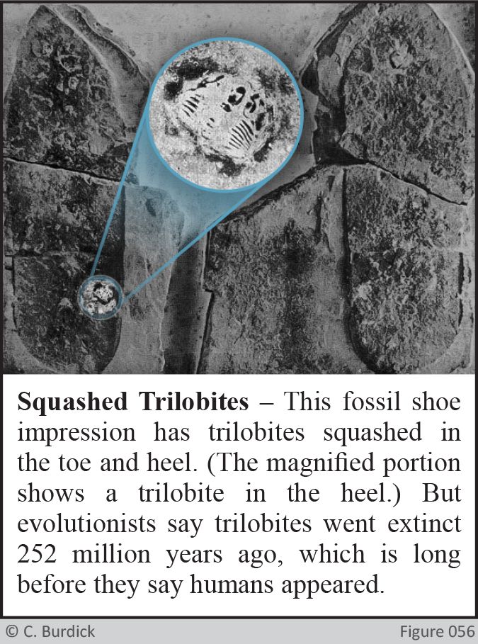 Squashed Trilobites