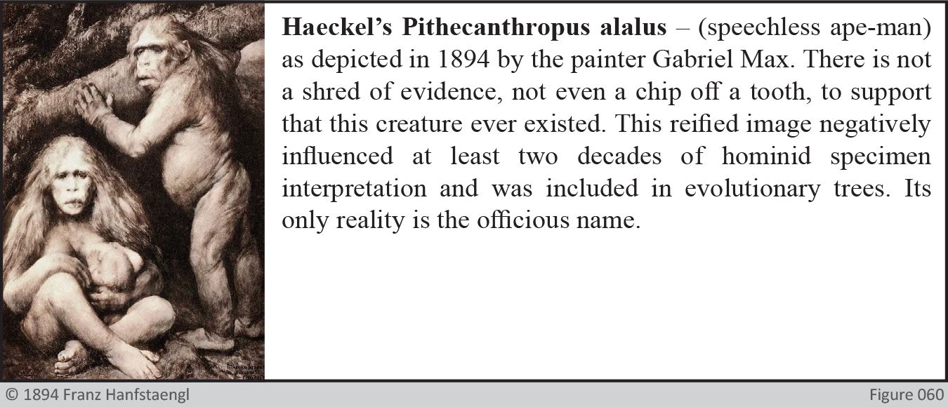 haeckels pithecanthropus alalus