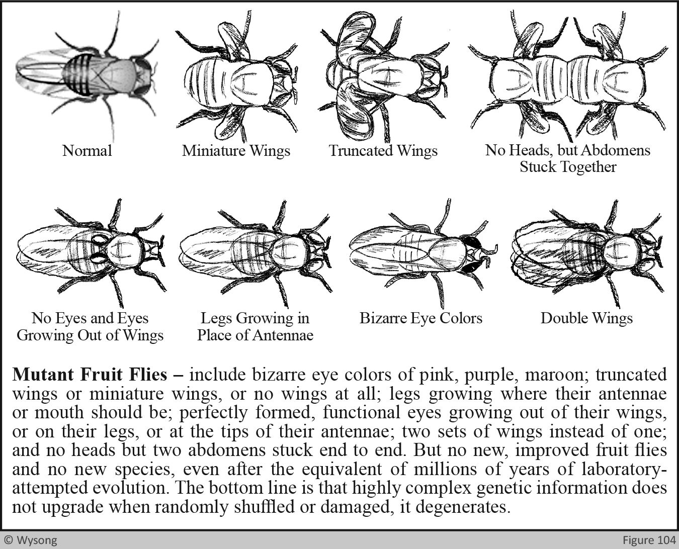 mutant fruit flies