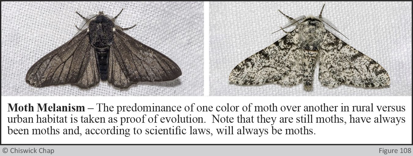Moth Melanism