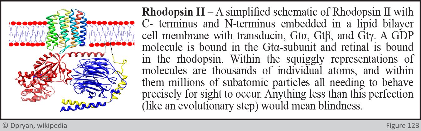 Rhodopsin Ii