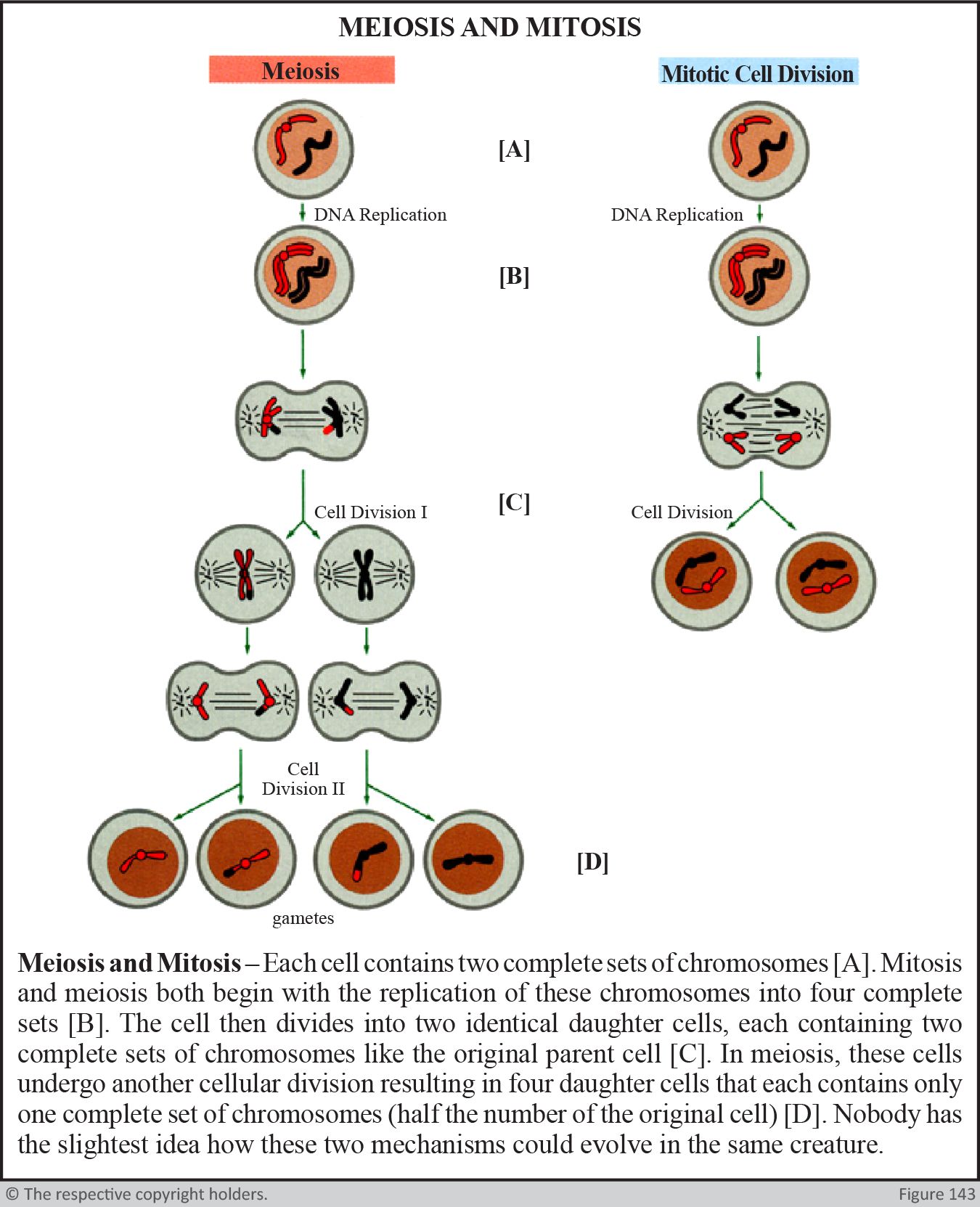 Meiosis and Mitosis