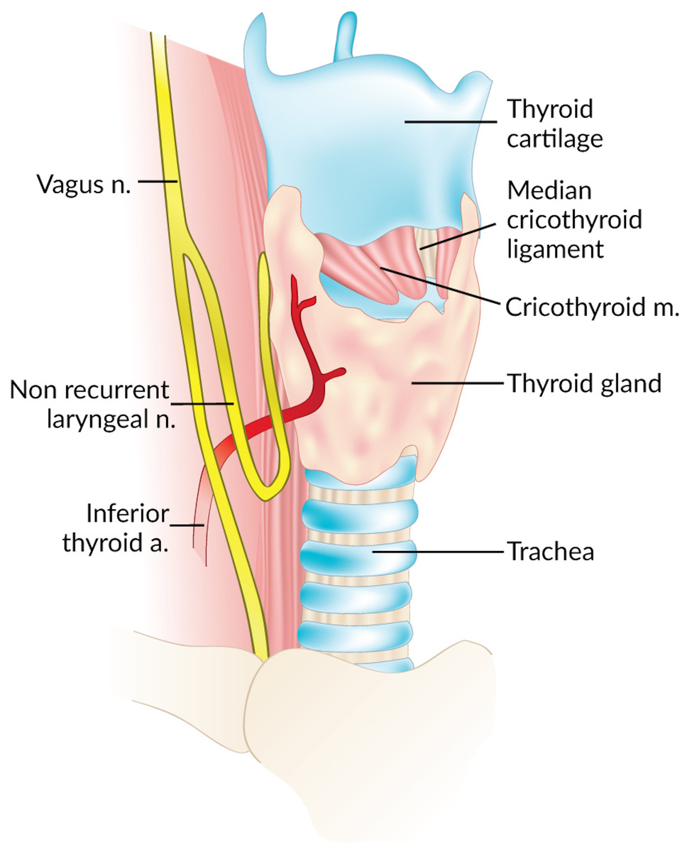 Non-recurrent Laryngeal Nerve